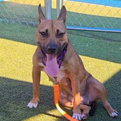 Shelter Stray Female Dog last seen , 244 Georgetown Rd, Jacksonville, NC 28540, USA
