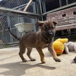 Shelter Stray Female Dog last seen , 2951 S 1st St, Cabot, AR 72023, USA