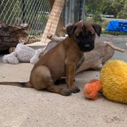 Shelter Stray Female Dog last seen , 2951 S 1st St, Cabot, AR 72023, USA