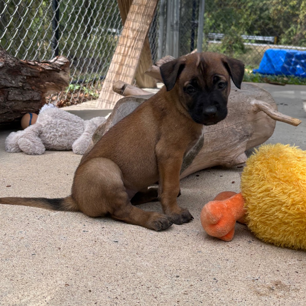 Shelter Stray Female Dog last seen , 2951 S 1st St, Cabot, AR 72023, USA