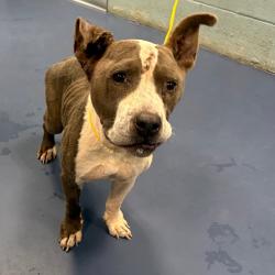 Shelter Stray Female Dog last seen , 980 Guilford College Rd, Greensboro, NC 27409, USA