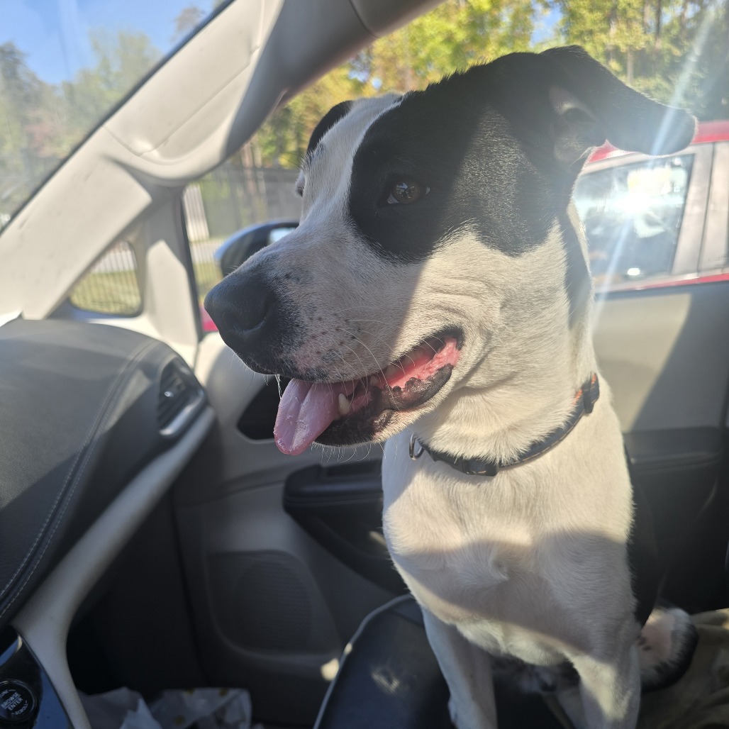 Shelter Stray Male Dog last seen , 980 Guilford College Rd, Greensboro, NC 27409, USA