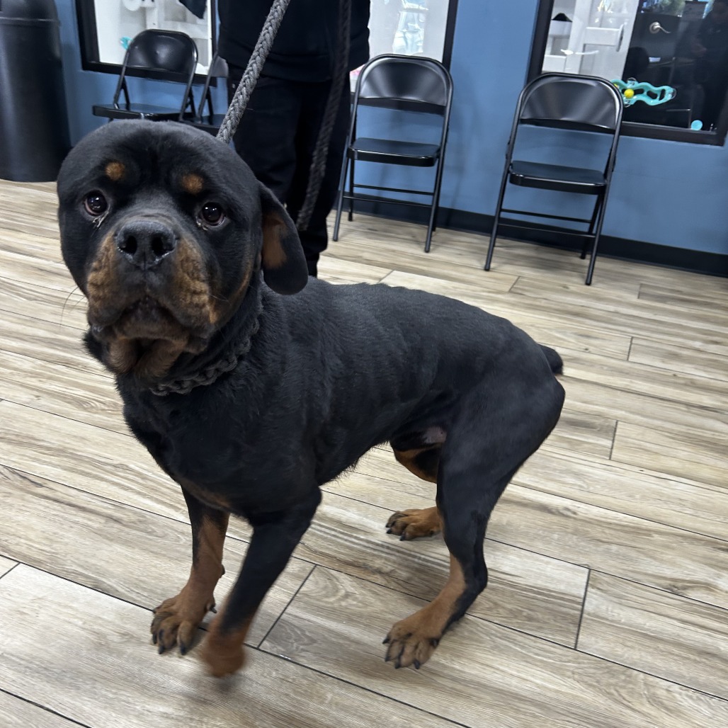 Shelter Stray Male Dog last seen , 124 Evergreen Ave, Newark, NJ 07114, USA