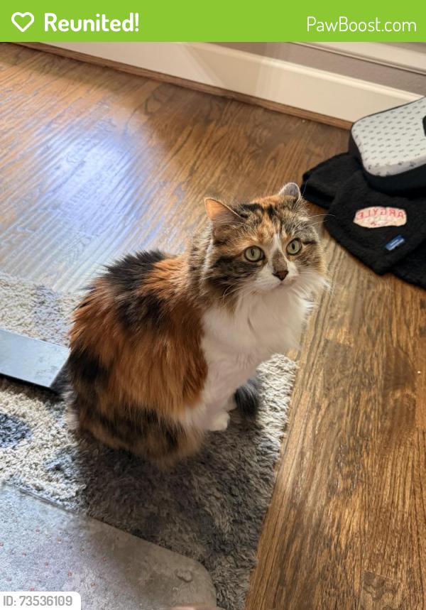 Reunited Female Cat last seen Harvest Community, Argyle, TX 76226
