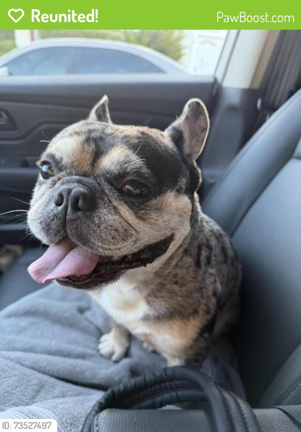 Reunited Male Dog last seen Cortez court & Buchanan, Antioch, CA 94509