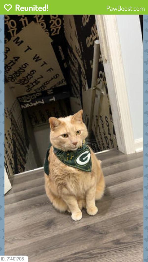 Reunited Male Cat last seen Church Street & Potter Road_ Park Colony Apartments, Des Plaines, IL 60016