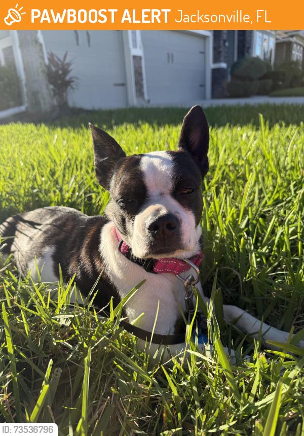 Found/Stray Female Dog last seen Lexington Park Blvd in Lexington Park neighborhood, Jacksonville, FL 32218