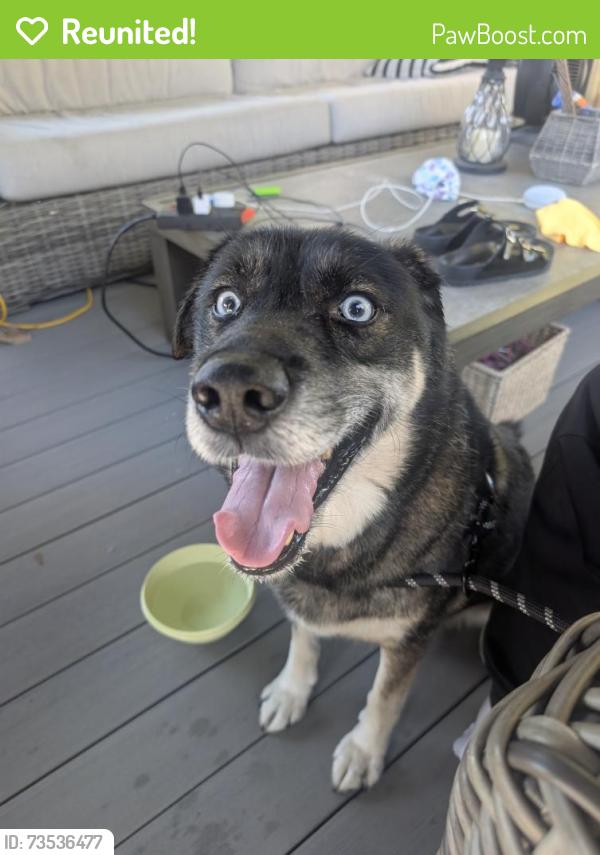 Reunited Male Dog last seen Autumn Lane and Butler Warren Rd, West Chester Township, OH 45069