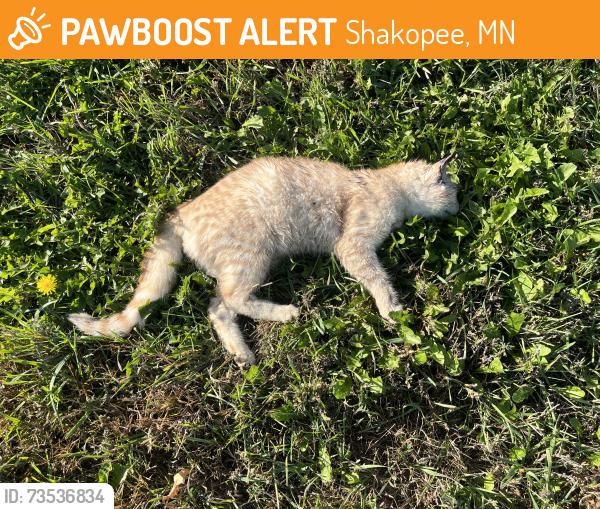 Found/Stray Unknown Cat last seen Valley Fair, Shakopee, MN 55379