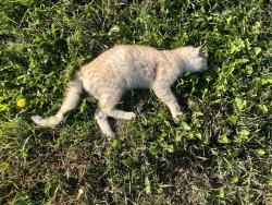 Found/Stray Unknown Cat last seen Valley Fair, Shakopee, MN 55379
