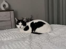 Reunited Female Cat last seen Denton Hey, Fort Worth, TX 76244