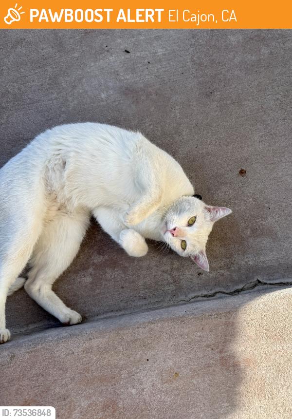 Found/Stray Male Cat last seen Jackson Hill Ct and Jackson Hill Dr, El Cajon, CA 92021