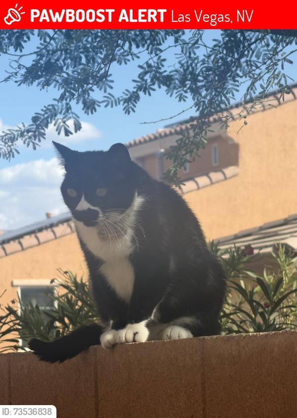 Lost Female Cat last seen Chinatown St & Sheepshead Bay Ave, Las Vegas, NV 89166., Las Vegas, NV 89166