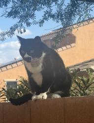Lost Female Cat last seen Chinatown St & Sheepshead Bay Ave, Las Vegas, NV 89166., Las Vegas, NV 89166