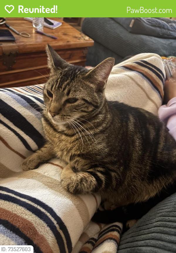Reunited Male Cat last seen 175th Pl and Division, Portland, OR 97236