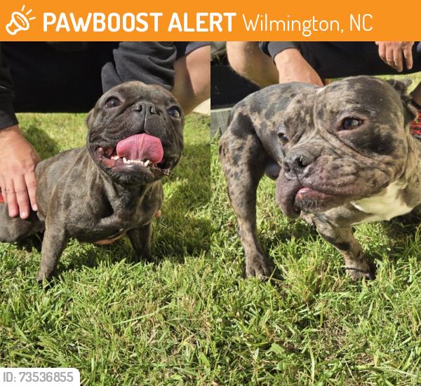 Surrendered Unknown Dog last seen Sidbury Road, Wilmington, NC 28411