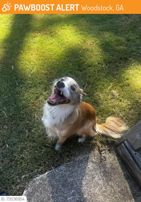 Found/Stray Male Dog last seen near Driftwood Forest, Woodstock, GA 30188