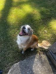 Found/Stray Male Dog last seen near Driftwood Forest, Woodstock, GA 30188