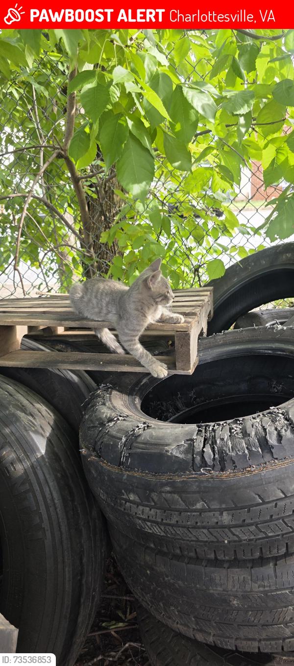 Lost Male Cat last seen Train tracks, Charlottesville, VA 22903