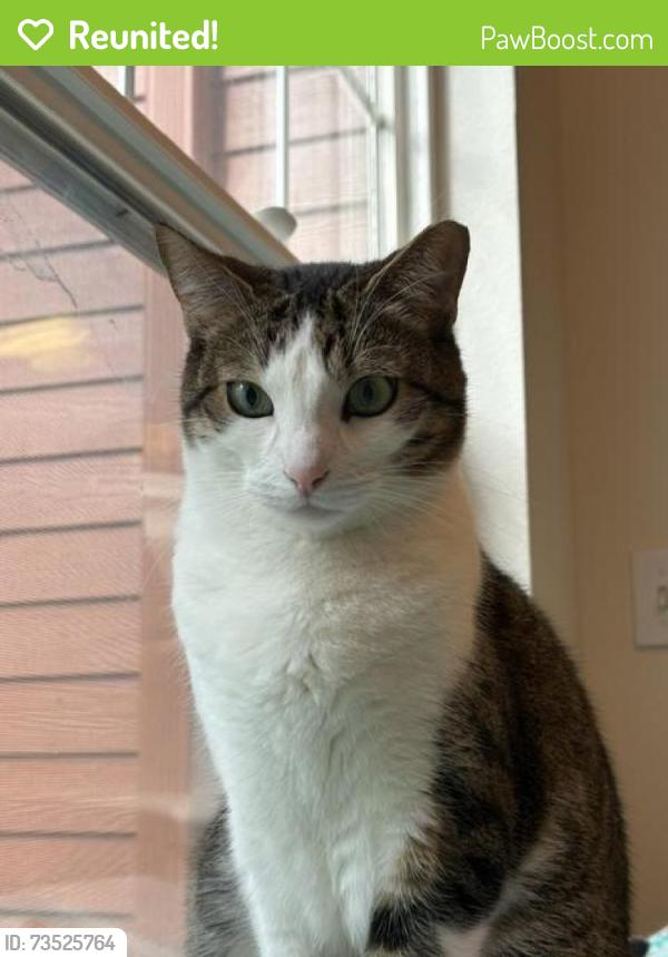 Reunited Male Cat last seen Taluswood apmts, Mountlake Terrace, WA 98043