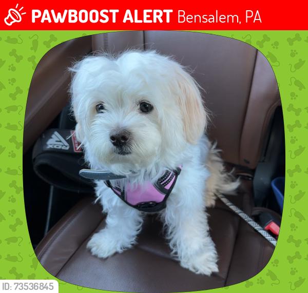 Lost Female Dog last seen New falls Rd & Bensalem Blvd - By Muzzys Shack, Bensalem, PA 19020