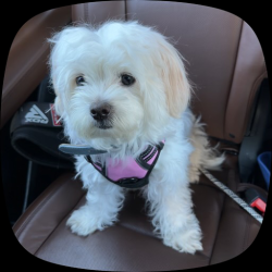 Lost Female Dog last seen New falls Rd & Bensalem Blvd - By Muzzys Shack, Bensalem, PA 19020