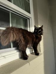 Reunited Female Cat last seen Clear way, Orlando, FL 32805