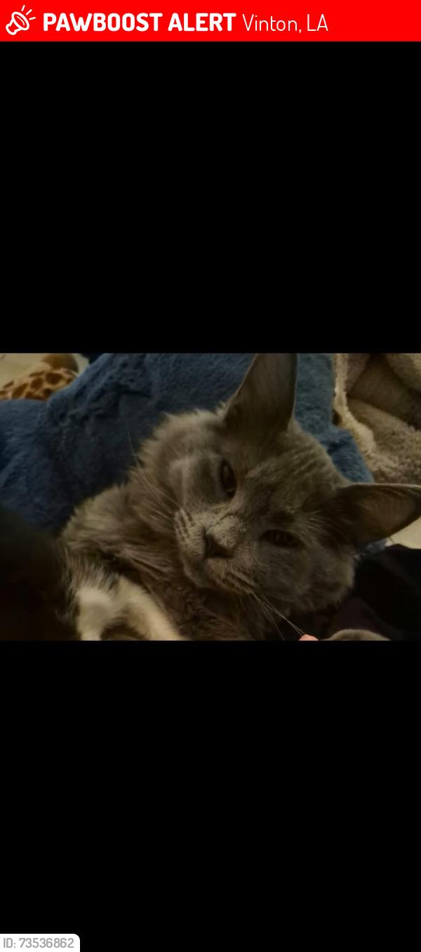 Lost Male Cat last seen West street, Vinton, LA 70668