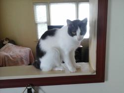 Reunited Female Cat last seen Hickory St and Putnum Ave. And Poe Pl e Edison NJ, Edison, NJ 08817