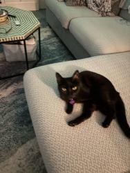 Reunited Female Cat last seen Village on the Green .Bixby village dr, Long Beach, CA 90803