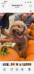 Lost Female Dog last seen Sierra College Blvd & Douglas Blvd, Roseville, CA 95661