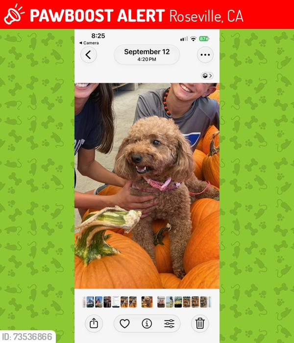 Lost Female Dog last seen Sierra College Blvd & Douglas Blvd, Roseville, CA 95661