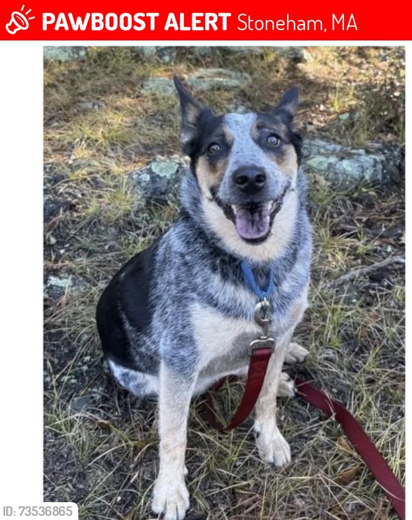 Lost Female Dog last seen Sheepfold dog park trails, Stoneham, MA 02180