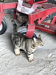 Found/Stray Male Cat last seen Near, Horry County, SC 29568