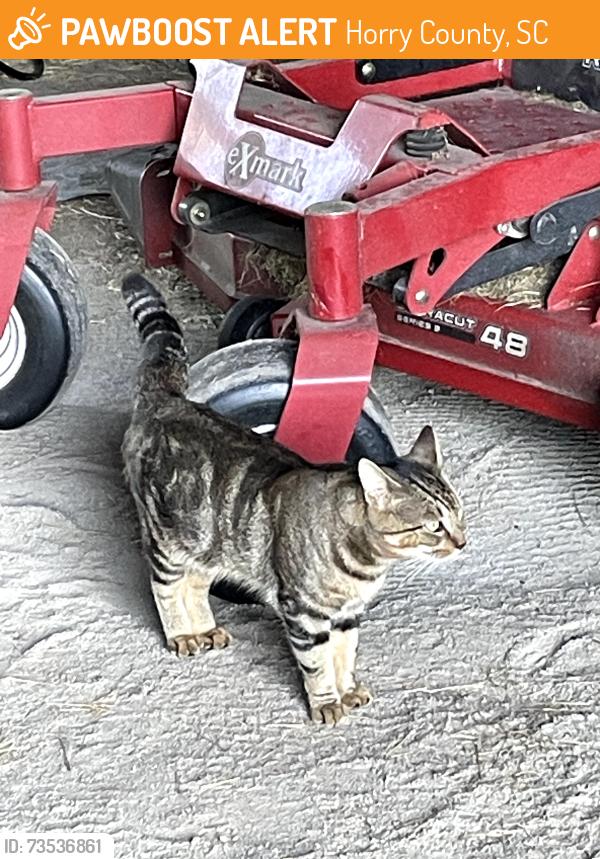 Found/Stray Male Cat last seen Near, Horry County, SC 29568