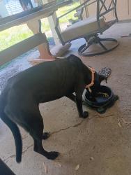Found/Stray Female Dog last seen Old government and dawes, Mobile, AL 36695