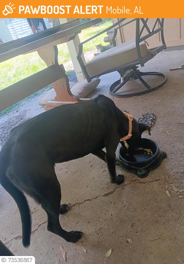 Found/Stray Female Dog last seen Old government and dawes, Mobile, AL 36695