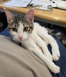 Found/Stray Female Cat last seen Genesis street, Maryville, TN 37804