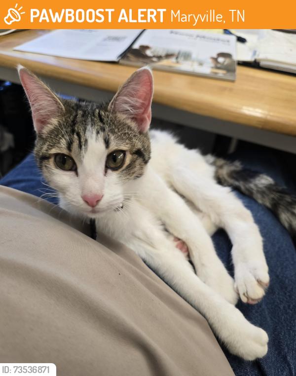 Found/Stray Female Cat last seen Genesis street, Maryville, TN 37804
