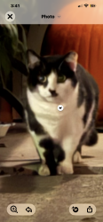 Found/Stray Unknown Cat last seen Pembroke Road Danbury ct, Danbury, CT 06810