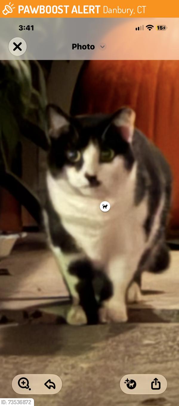 Found/Stray Unknown Cat last seen Pembroke Road Danbury ct, Danbury, CT 06810