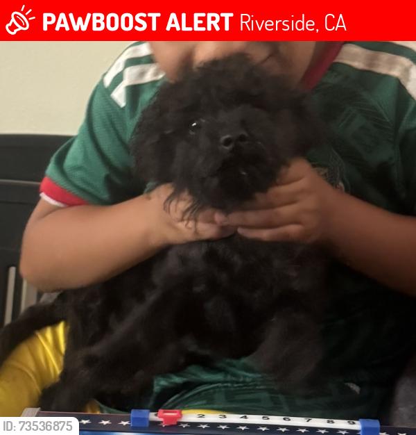Lost Male Dog last seen Opal st, Riverside, CA 92509