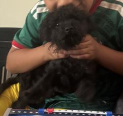 Lost Male Dog last seen Opal st, Riverside, CA 92509