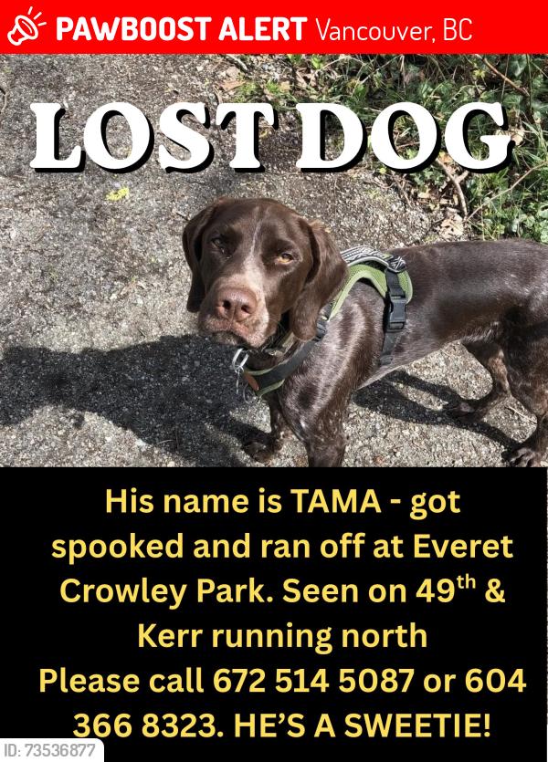 Lost Male Dog last seen 49th and Kerr running north, Vancouver, BC 