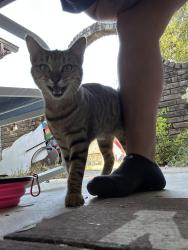 Reunited Female Cat last seen Beckwood dr, Fort Worth, TX 76112