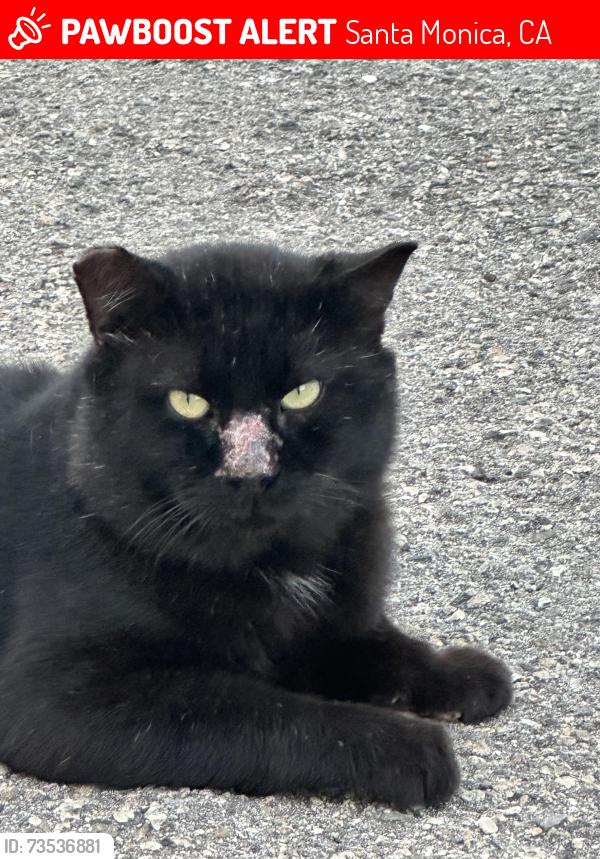 Lost Male Cat last seen Princeton and broadway, Santa Monica, CA 90404