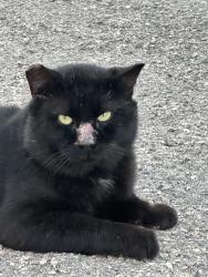 Lost Male Cat last seen Princeton and broadway, Santa Monica, CA 90404