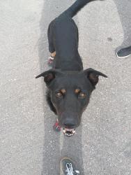 Lost Male Dog last seen areospace and nogals hwy, Tucson, AZ 85756