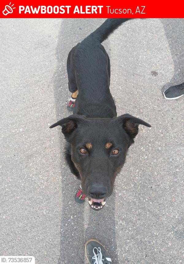 Lost Male Dog last seen areospace and nogals hwy, Tucson, AZ 85756