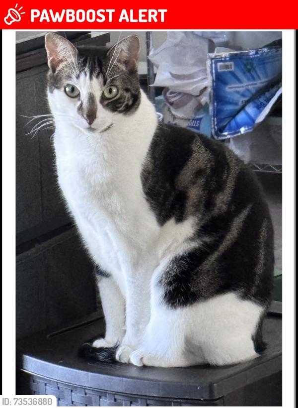Lost Male Cat last seen Off Route 27 Franklin twp NJ, Franklin Township, NJ 08873
